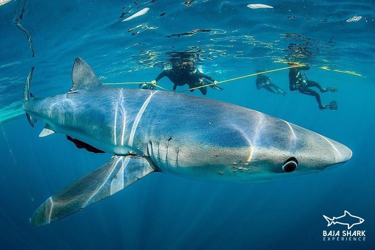 Diverse marine life in Cabo San Lucas