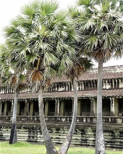 Borassus flabellifer palm species