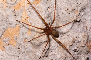 Brown Recluse Spider: Recognize the fiddle-back marking