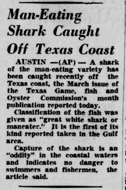 Great white shark caught off Port Aransas, Texas in 1950, indicating the presence of these sharks in the Gulf of Mexico