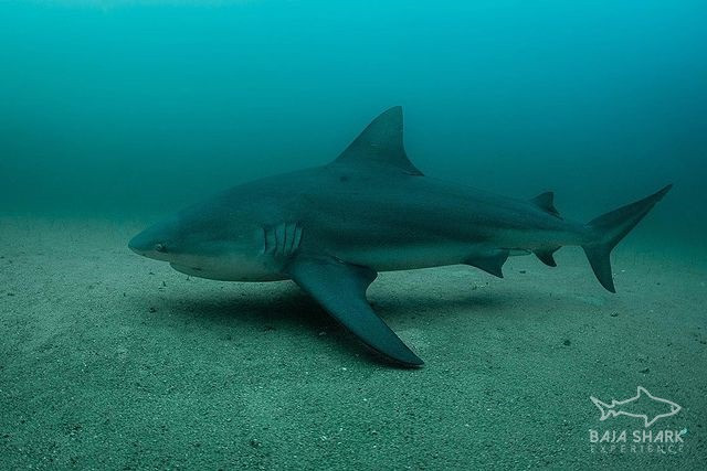 Bull Shark