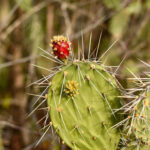 Variety of cactus plants