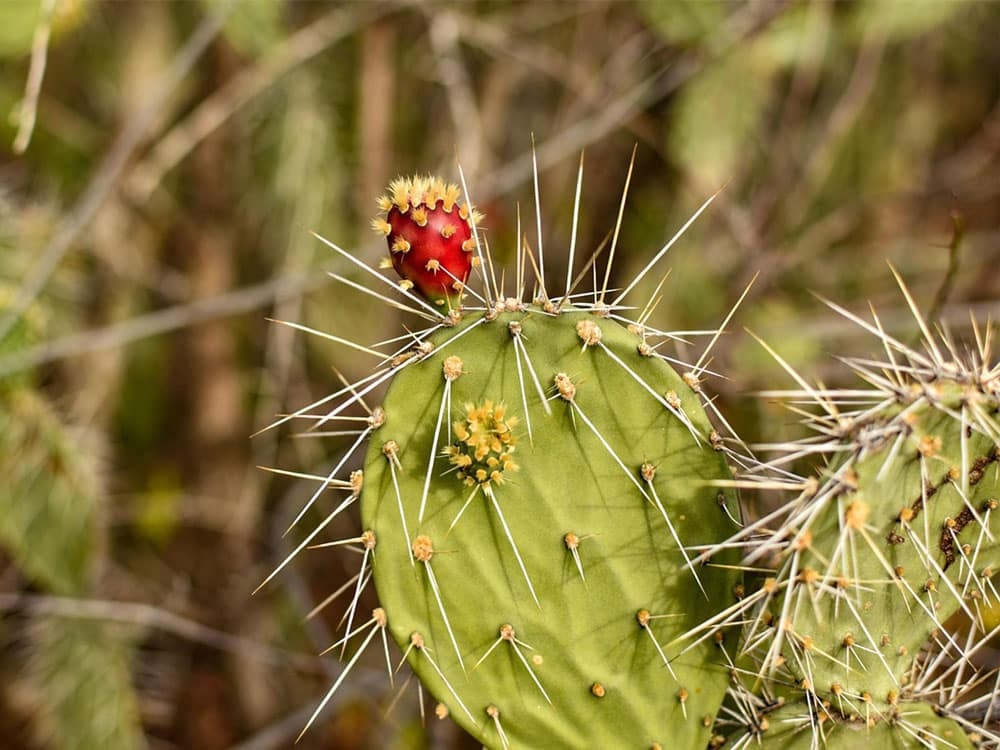 Variety of cactus plants
