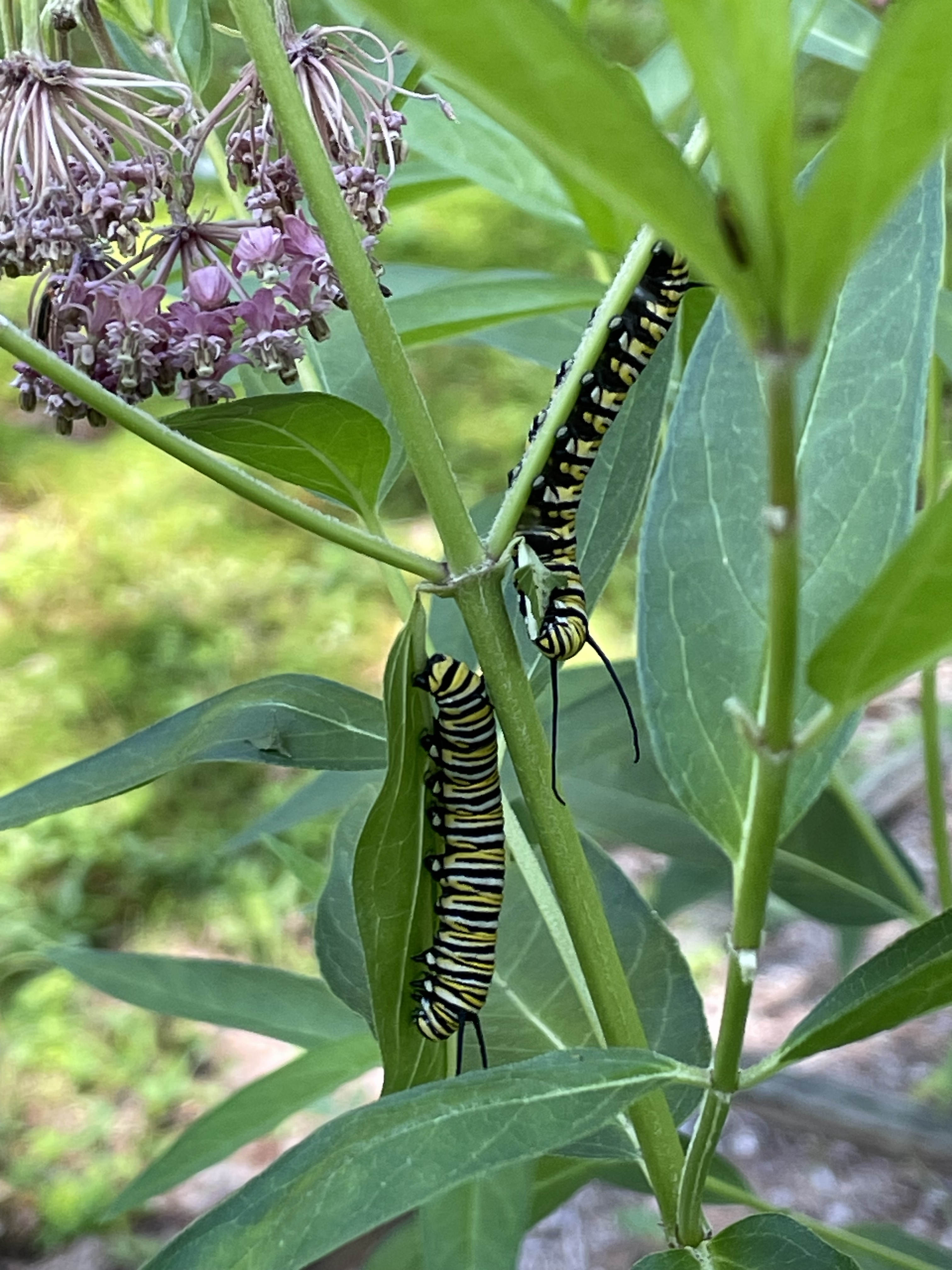 NH Monarch caterpillars in July 2024, getting ready for the next stage of life.