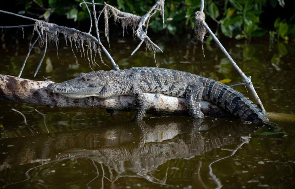 Crocodile in Celestun Biosphere Reserve, Yucatan, Mexico