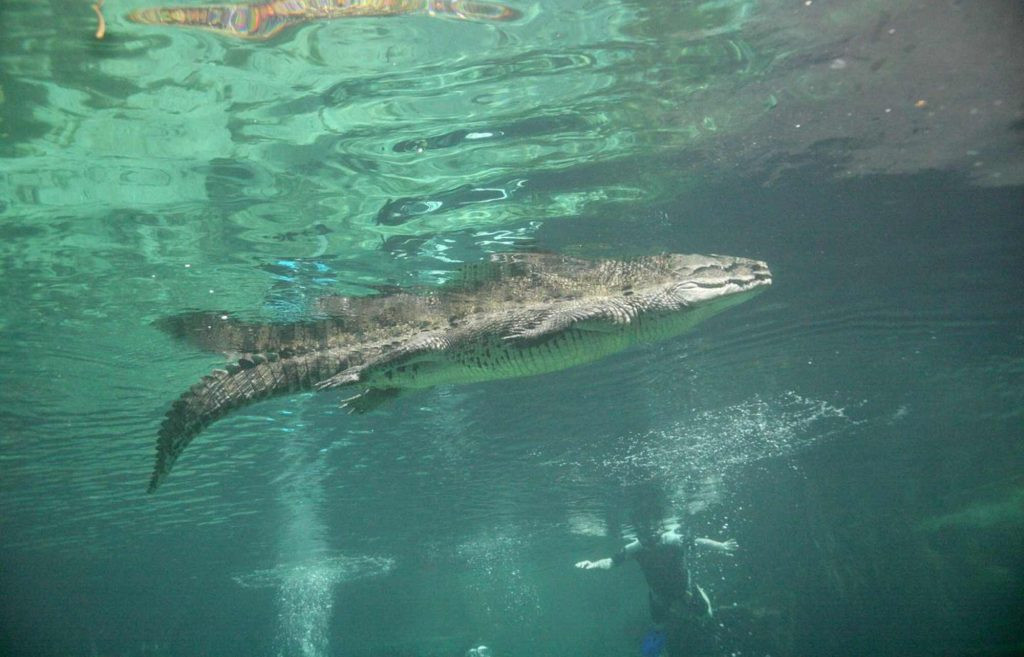 Panchito the crocodile swimming in Cenote Manati, Mexico