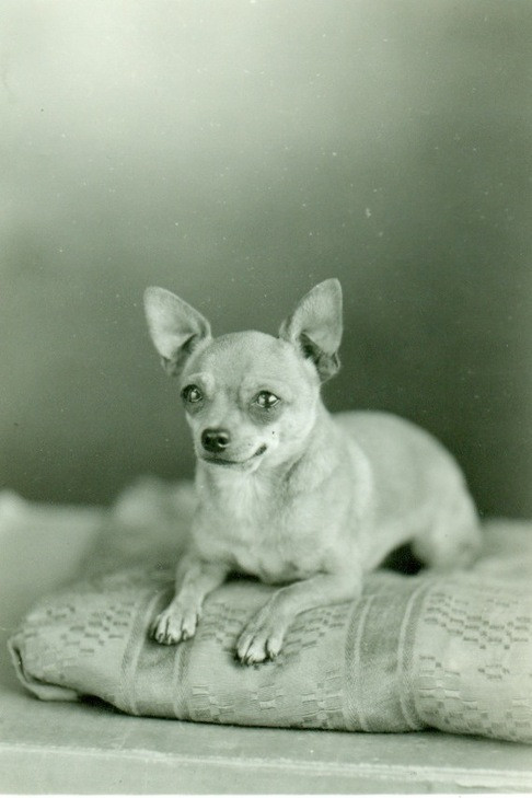 Chihuahua historical image