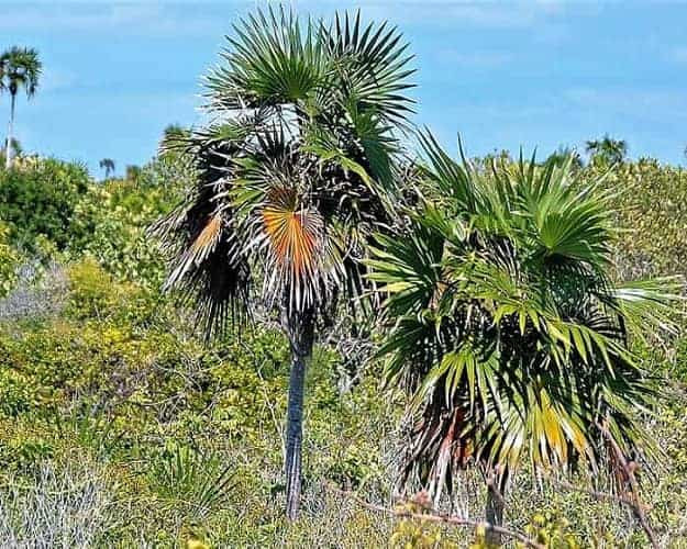Silver Palm Tree of the Bahamas