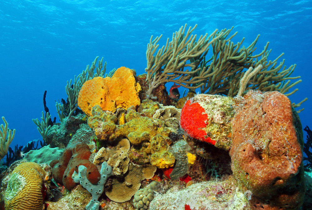 Corals against surface