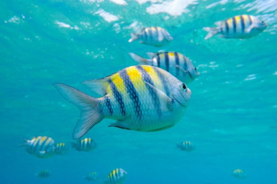 Scuba Diving Yucatan Peninsula Marine Life