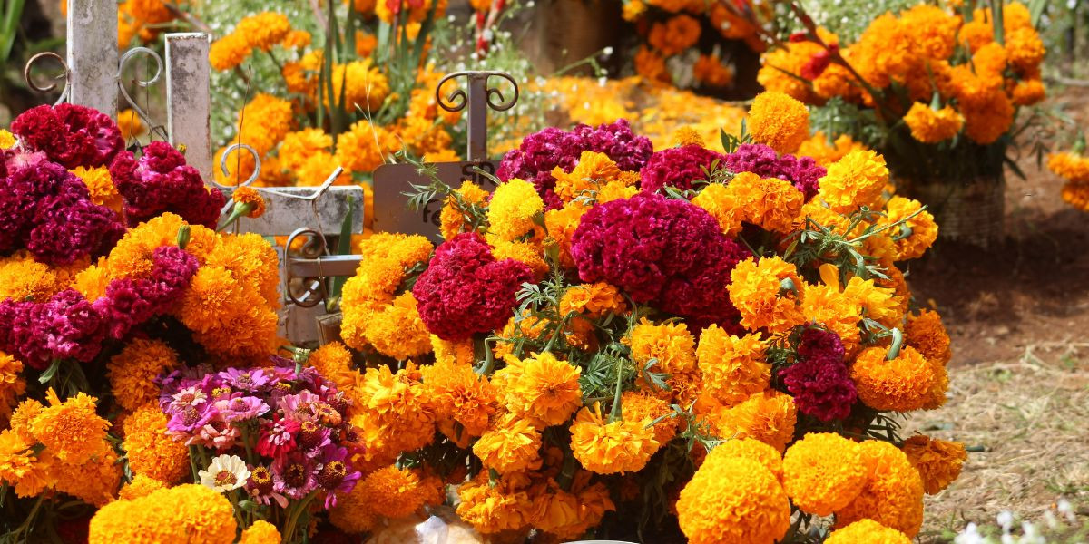 mexican marigold flowers