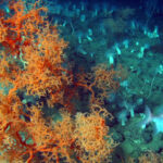 Black coral in the Gulf of Mexico