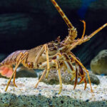 Spiny lobster