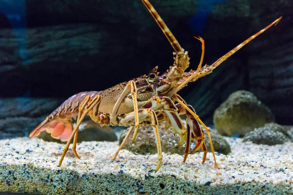 Spiny lobster