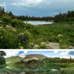 Rocky Mountain iris blooms near North Fork Lake. North Fork Lake, in the Pecos Wilderness. Photograph by Christina Selby.