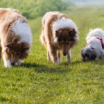 Flea Prevention & Plague