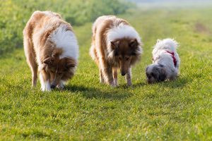 Flea Prevention & Plague