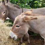 Donkey