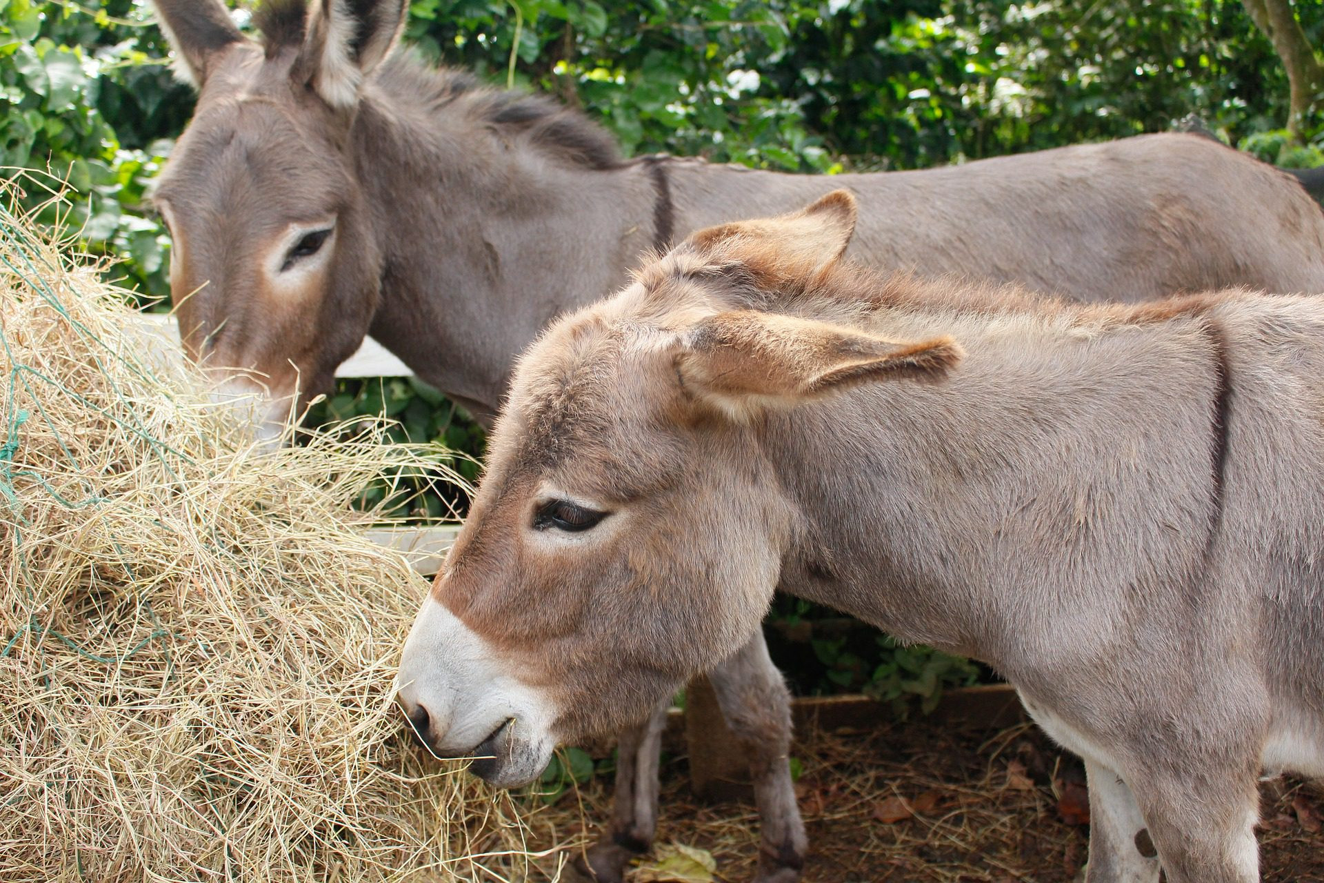 Donkey