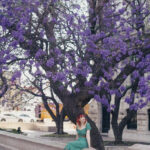 Jacaranda Trees in Chapultepec Park, Mexico City