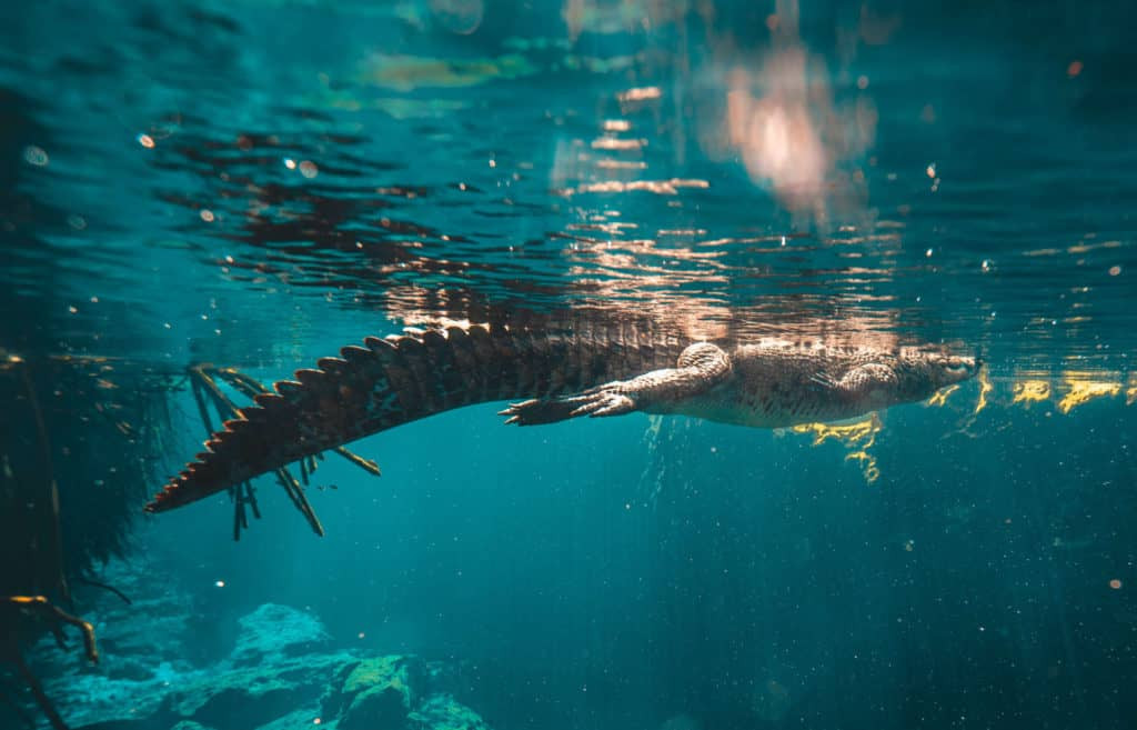 Pancho the Crocodile swimming in Casa Cenote in Tulum, Mexico