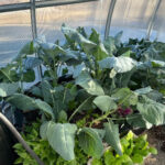 Customer images of the Sungrow Greenhouse in similar climates