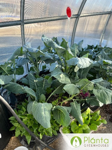 Customer images of the Sungrow Greenhouse in similar climates