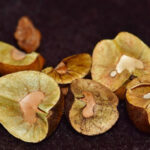 Mexican jumping beans in a clear plastic box, showcasing their natural variations in color and texture.