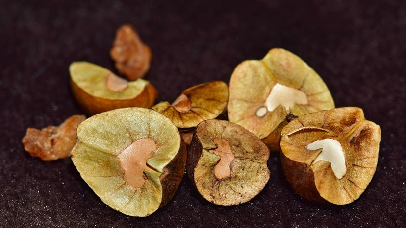 Mexican jumping beans in a clear plastic box, showcasing their natural variations in color and texture.