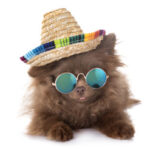 Dog wearing a fiesta hat in Rocky Point