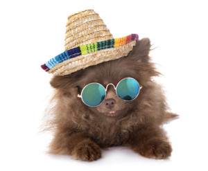 Dog wearing a fiesta hat in Rocky Point