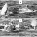 Orca breaching in the Gulf of Mexico