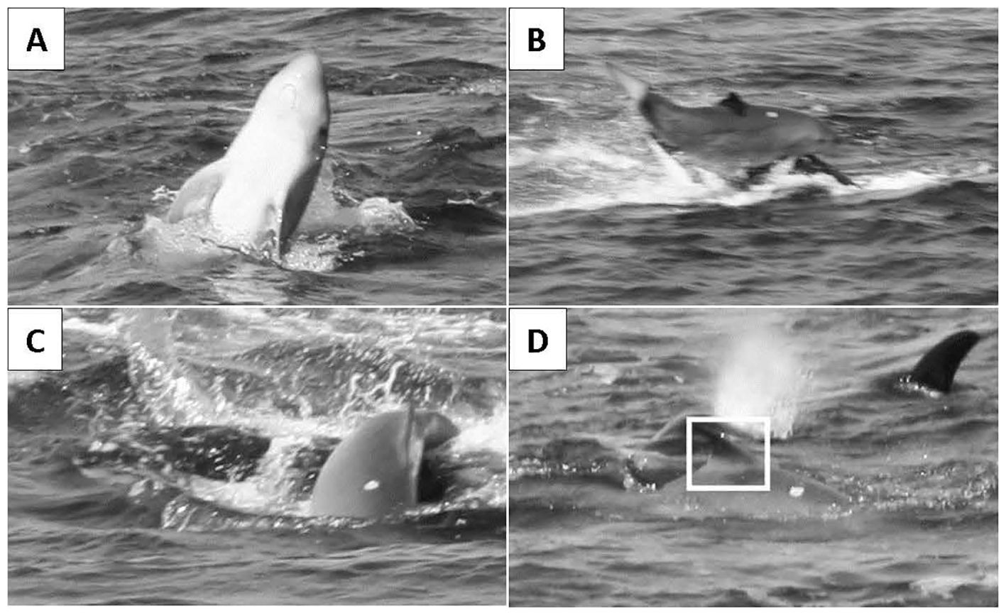 Orca breaching in the Gulf of Mexico