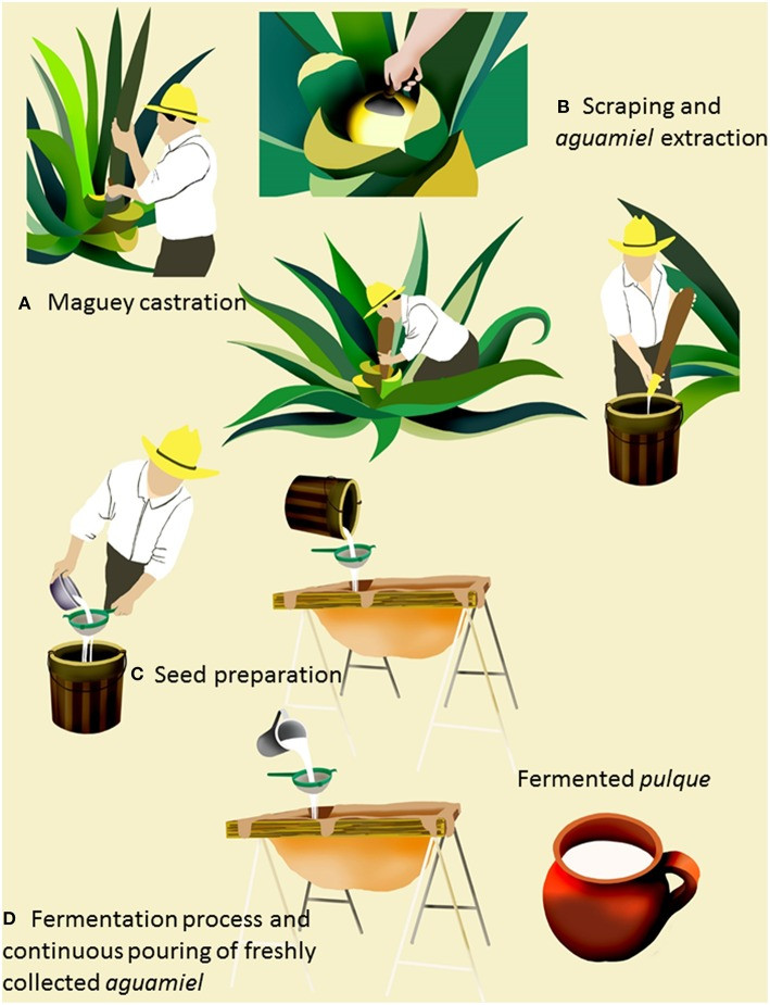 Agave species used for aguamiel extraction and pulque production