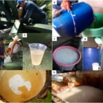Tlachiquero extracting aguamiel with an acocote