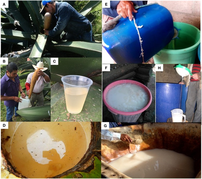Tlachiquero extracting aguamiel with an acocote
