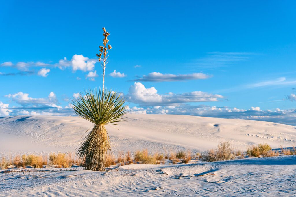 Soaptree yucca plant at White Sands National Park