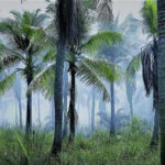 Grove of palm trees