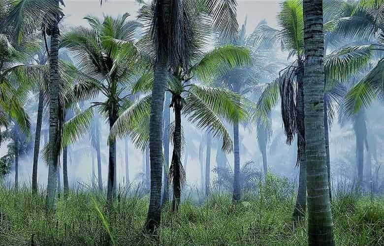 Grove of palm trees