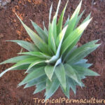 Pineapple top growing.