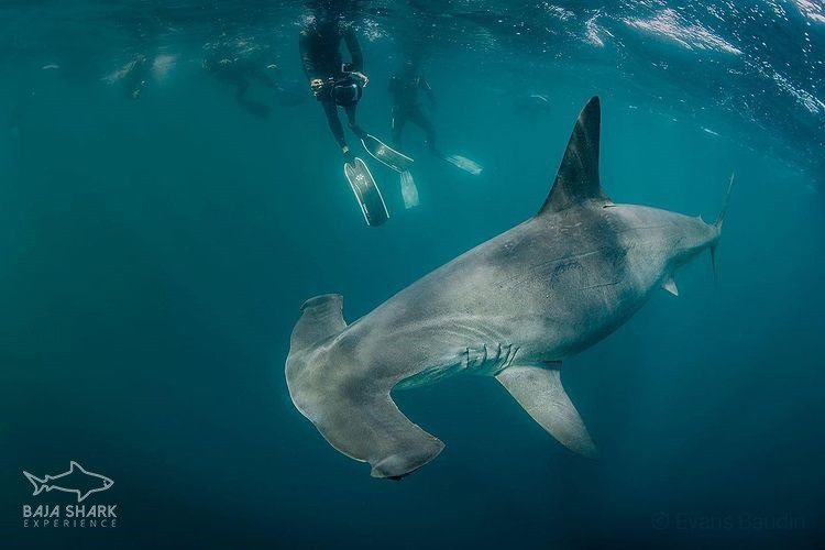 Hammerhead Shark
