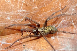 Hobo Spider: Awareness and precaution