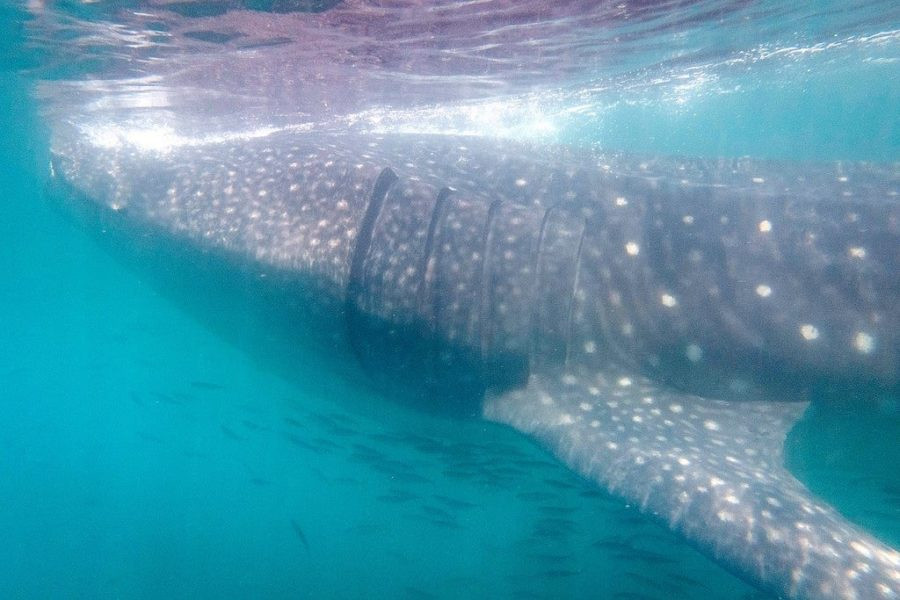 Whale Sharks Mexico Ocean Adventure