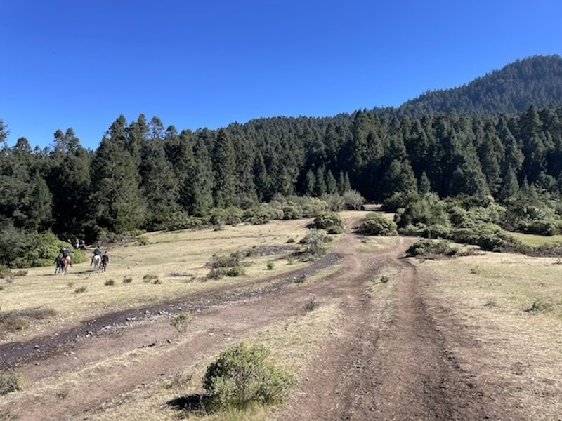 Horses walking to the monarch butterflies in Mexico