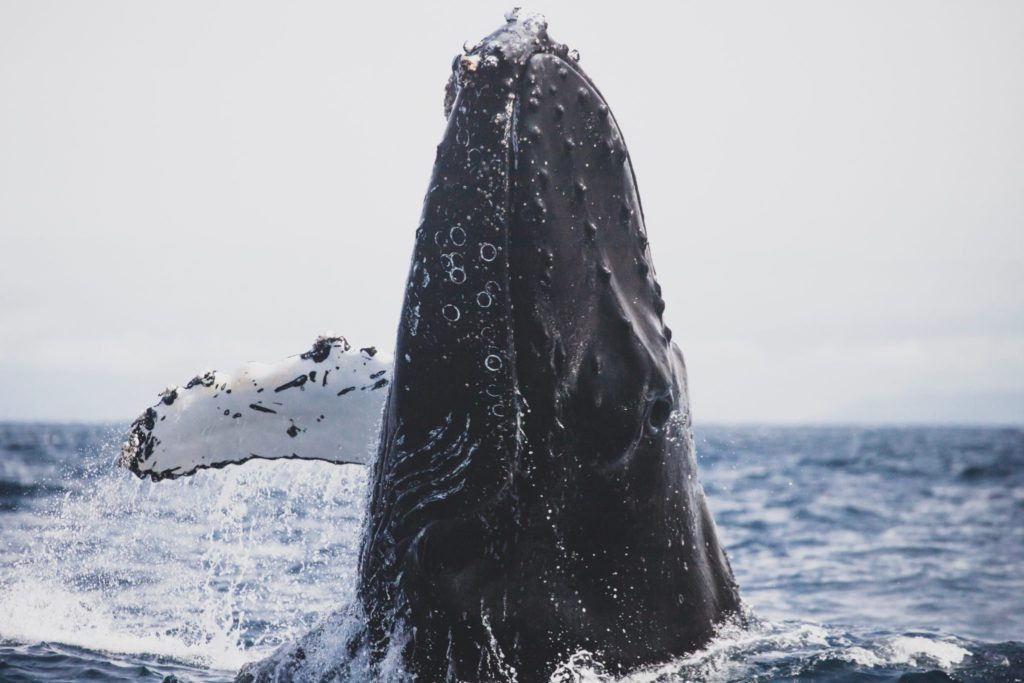 Majestic Humpback Whale Migration
