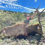 Elk in a field in New Mexico, landowner tag