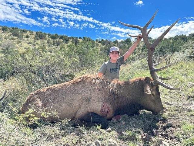 Elk in a field in New Mexico, landowner tag