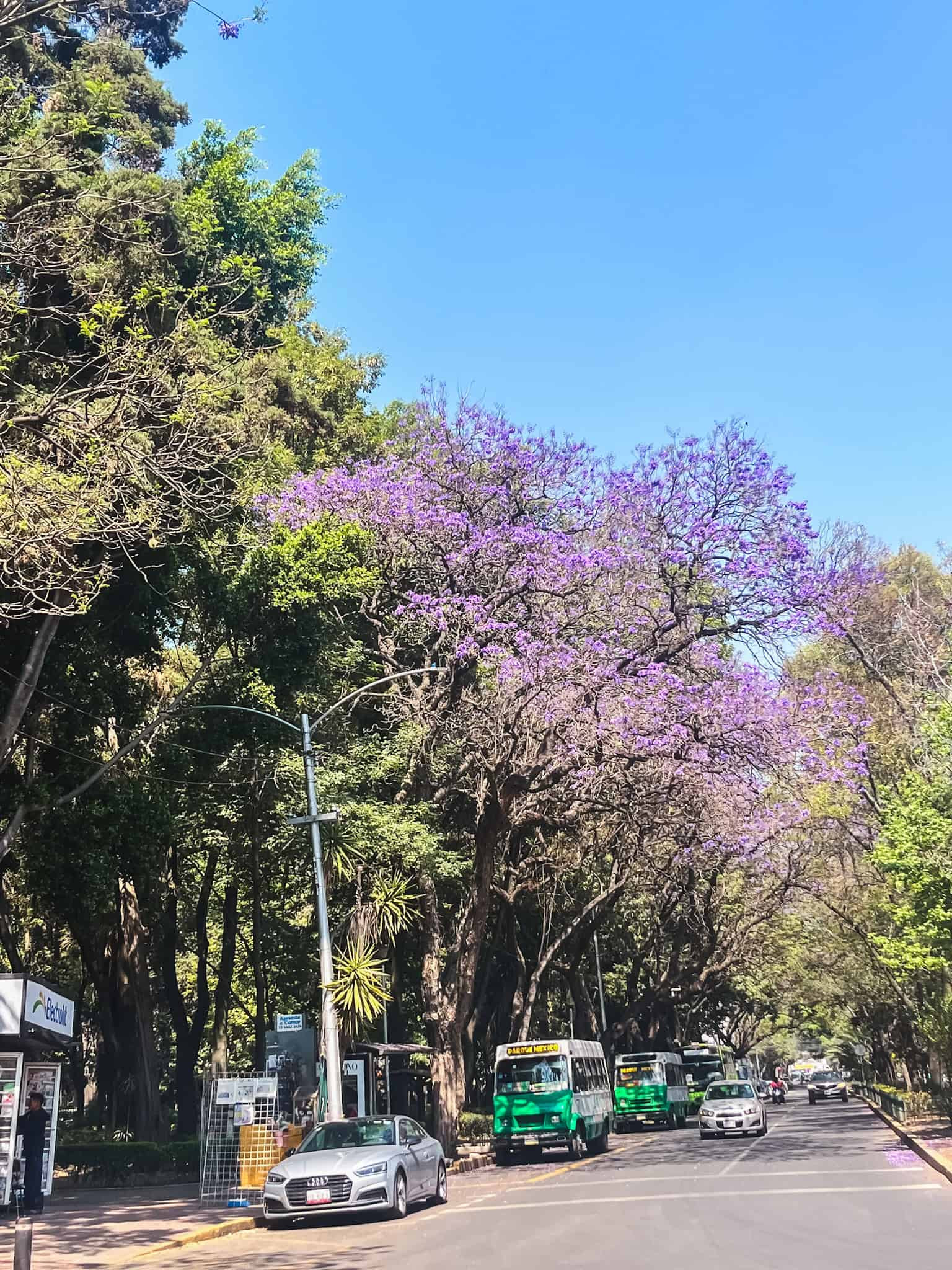 purple Jacaranda trees in Roma Condesa neighborhoods which are very safe in mexico city