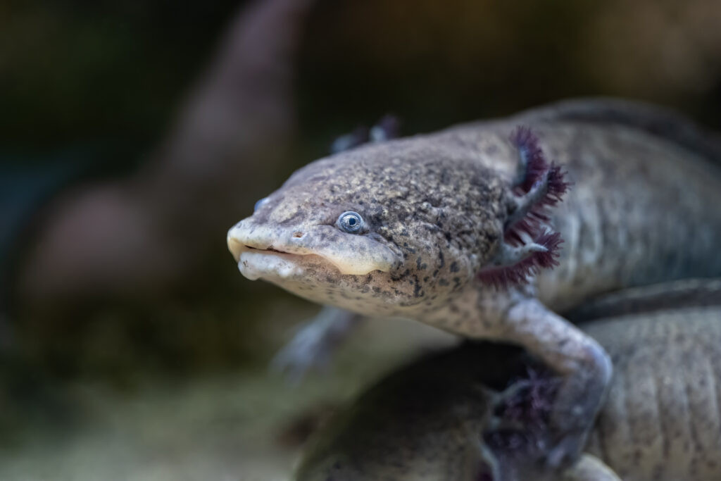Axolotl face close-up showing feathery gills