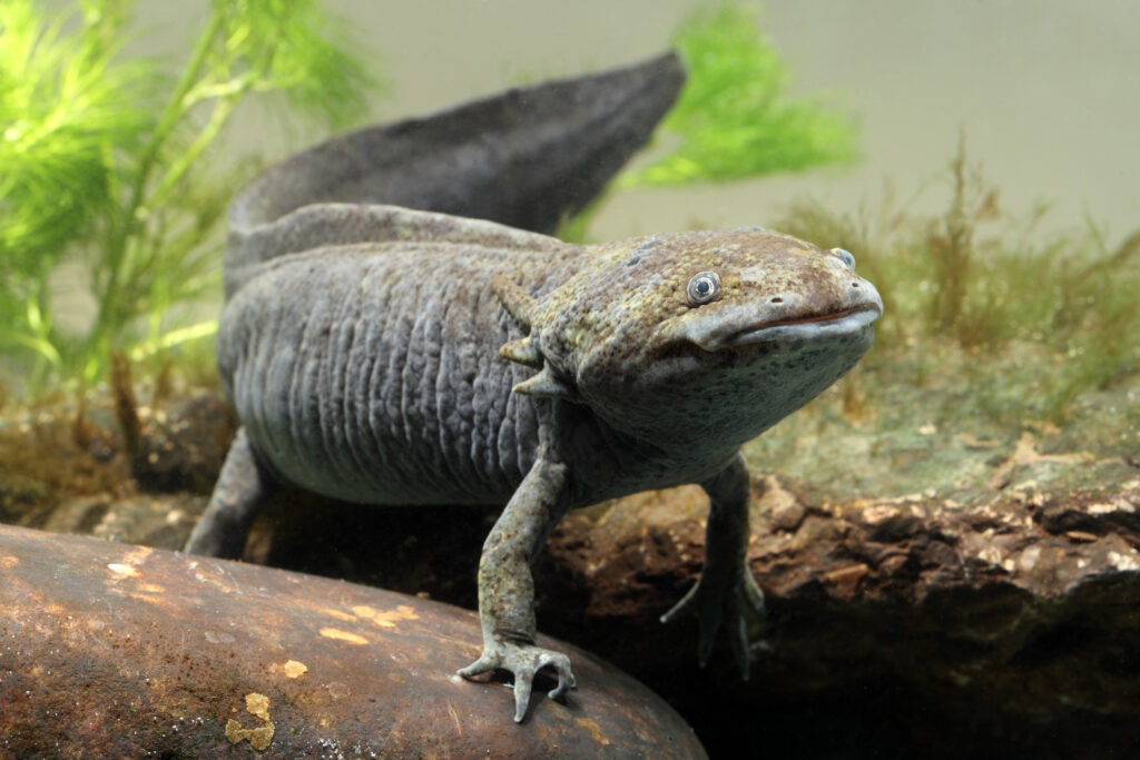 Axolotls swimming in an aquarium